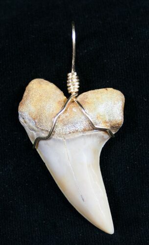 Fossil Mako Tooth Pendant - Bakersfield, CA #8925